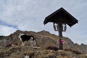 56 Al Passo di Grialeggio (1690 m) con vista in Venturosa